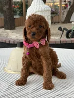 Koko , a female Goldendoodle for sale in Mojave, CA – 7 of 7