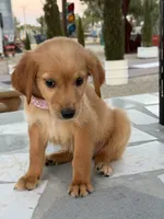Lily , a female Golden Retriever for sale in Mojave, CA – 2 of 7