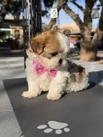 Dior , a female Shih Tzu for sale in Mojave, CA – 3 of 6