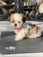 Dior , a female Shih Tzu for sale in Mojave, CA – 4 of 6