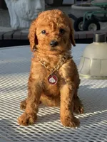 Chanel , a female Goldendoodle for sale in Mojave, CA – 2 of 6