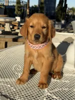 Katie , a female Golden Retriever for sale in Mojave, CA – 6 of 6