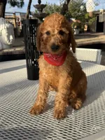 Canelo , a male Goldendoodle for sale in Mojave, CA – 4 of 5