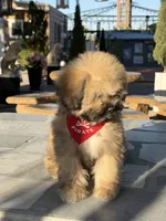 Oso , a male Shihpoo for sale in Mojave, CA – 3 of 4
