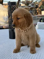 Leo, a male Golden Retriever for sale in Mojave, CA – 6 of 9