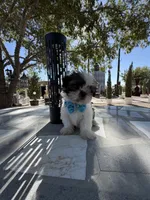 Oreo , a male Shih Tzu for sale in Mojave, CA – 4 of 8