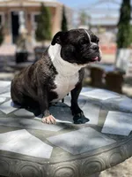 Kia , a female English Bulldog and French Bulldog for sale in Mojave, CA – 6 of 6