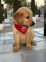 Leo , a male Golden Retriever for sale in Mojave, CA – 2 of 6
