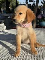 Lily , a female Golden Retriever for sale in Mojave, CA – 4 of 5