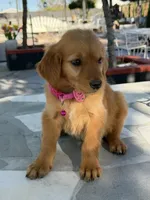 Maple, a female Golden Retriever for sale in Mojave, CA – 6 of 7