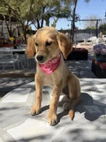 Dior , a female Golden Retriever for sale in Mojave, CA – 3 of 5