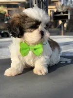 Penny , a male Shih Tzu for sale in Mojave, CA – 2 of 7