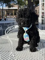 Leo , a male Goldendoodle for sale in Mojave, CA – Photo 7 of 9