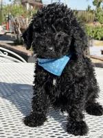Kenny , a male Goldendoodle for sale in Mojave, CA – Photo 4 of 6