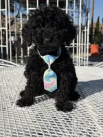 Leo , a male Goldendoodle for sale in Mojave, CA – Photo 9 of 9