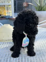 Leo , a male Goldendoodle for sale in Mojave, CA – Photo 2 of 9