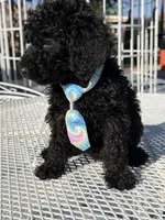 Leo , a male Goldendoodle for sale in Mojave, CA – Photo 5 of 9