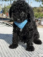 Kenny , a male Goldendoodle for sale in Mojave, CA – Photo 5 of 6
