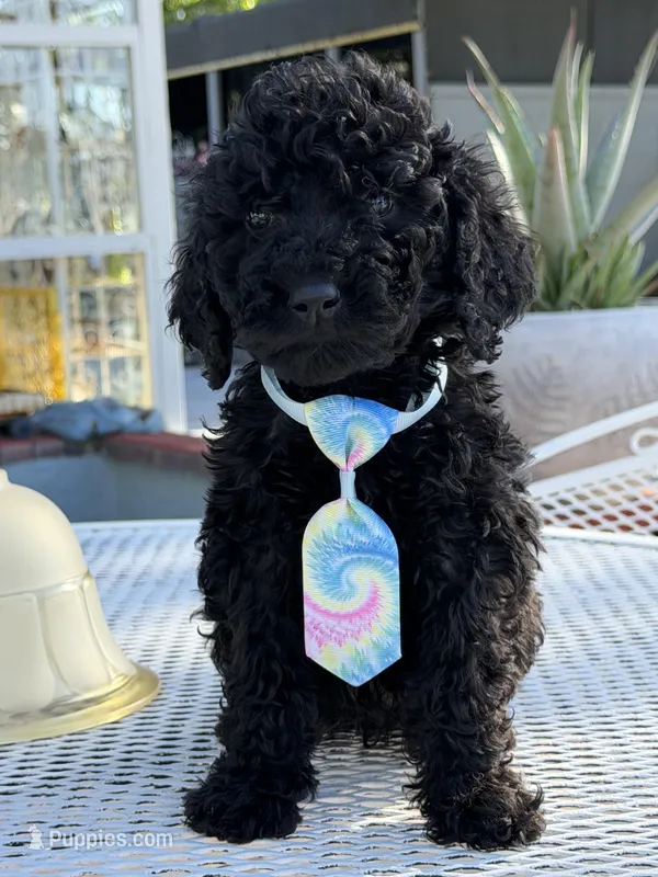 Leo , a male Goldendoodle for sale in Mojave, CA – Photo 1 of 9