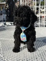 Leo , a male Goldendoodle for sale in Mojave, CA – Photo 8 of 9