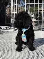 Leo , a male Goldendoodle for sale in Mojave, CA – Photo 6 of 9