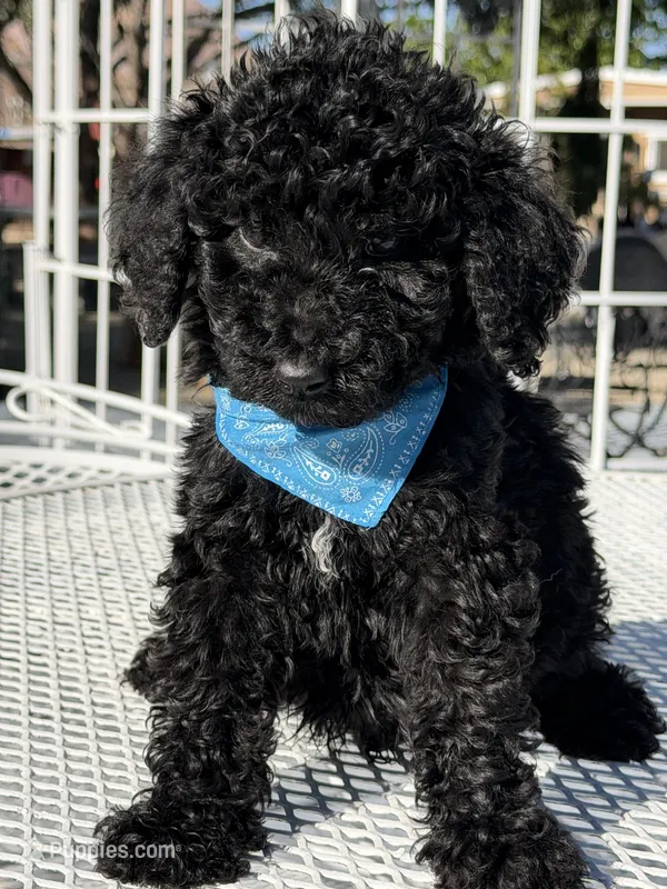 Kenny  – Goldendoodle puppy for sale in Mojave, CA