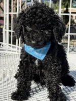 Kenny , a male Goldendoodle for sale in Mojave, CA – Photo 1 of 6