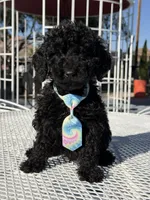 Leo , a male Goldendoodle for sale in Mojave, CA – Photo 4 of 9