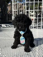 Leo , a male Goldendoodle for sale in Mojave, CA – Photo 3 of 9