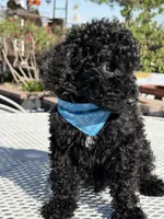 Kenny , a male Goldendoodle for sale in Mojave, CA – Photo 3 of 6