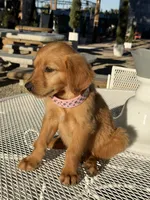 Katie , a female Golden Retriever for sale in Mojave, CA – 5 of 6