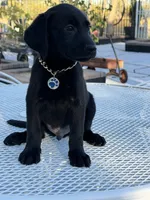 Maxx, a male Labrador Retriever for sale in Mojave, CA – 7 of 7