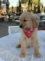 Maxx , a male Golden Retriever for sale in Mojave, CA – 6 of 7