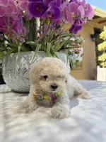 Casper , a male Maltipoo for sale in Mojave, CA – 2 of 6