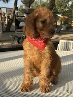 Kobe , a male Goldendoodle for sale in Mojave, CA – 6 of 6