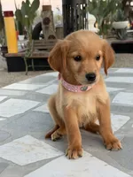 Lily , a female Golden Retriever for sale in Mojave, CA – 4 of 7