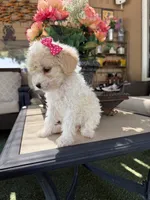 Mia , a female Poodle - Toy  for sale in Mojave, CA – 3 of 5