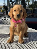 Maple, a female Golden Retriever for sale in Mojave, CA – 5 of 7
