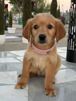 Cinnamon, a female Golden Retriever for sale in Mojave, CA – 6 of 7