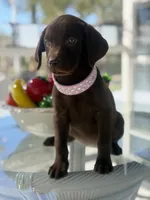 Ruby , a female Labrador Retriever for sale in Mojave, CA – 3 of 4
