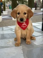 Leo , a male Golden Retriever for sale in Mojave, CA – 3 of 6