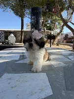 Daisy , a female Shih Tzu for sale in Mojave, CA – 3 of 5
