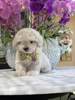 Casper , a male Maltipoo for sale in Mojave, CA – 6 of 6