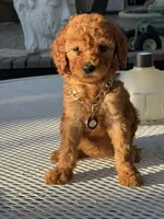 Chanel , a female Goldendoodle for sale in Mojave, CA – 1 of 6