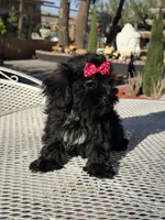 Daisy, a female Shih Tzu for sale in Mojave, CA – 3 of 4