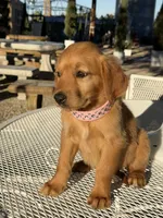 Katie , a female Golden Retriever for sale in Mojave, CA – 2 of 6