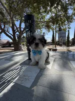 Oreo , a male Shih Tzu for sale in Mojave, CA – 6 of 8