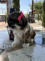 Lucy, a female Shih Tzu for sale in Mojave, CA – 4 of 6