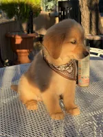 Luka , a male Golden Retriever for sale in Mojave, CA – 3 of 6