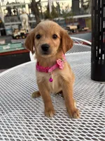 Lily , a female Golden Retriever for sale in Mojave, CA – 3 of 5